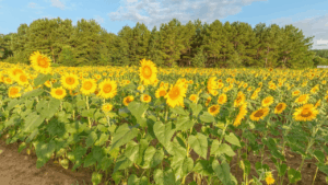 Dix Park Raleigh, NC